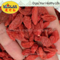 Bayas Goji Wolfberry Goji de licores orgánicos